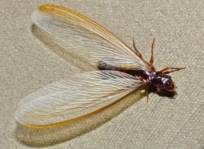 Termite wing on textured surface