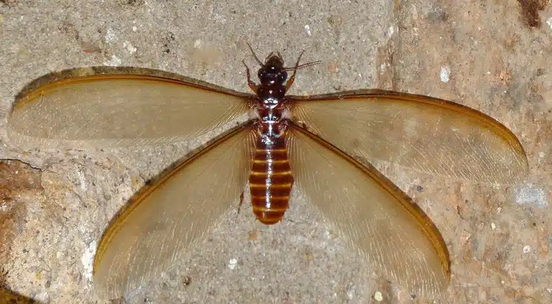 Termite with wings on a surface