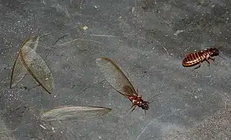 Termites and their wings on the ground