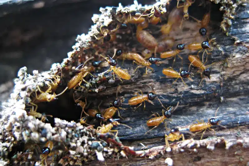 Swarm of termites in wood