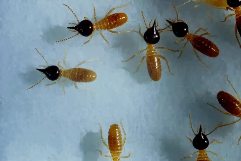 Group of termites on a surface