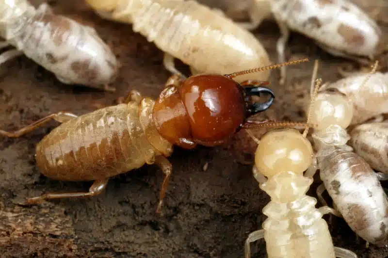 Close-up of termites clustered together