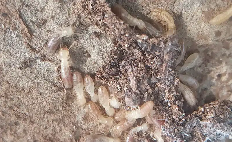 Several pale-bodied termites under bark showing their soft bodies and straight antennae
