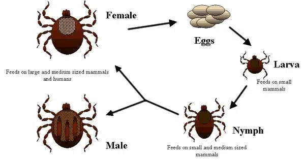 Tick life cycle illustration