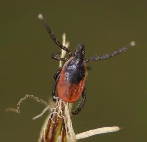 A tick on a blade of grass
