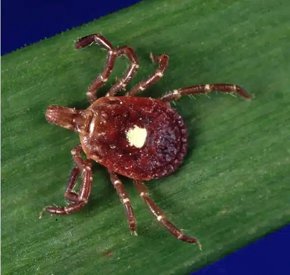 Tick on a green leaf
