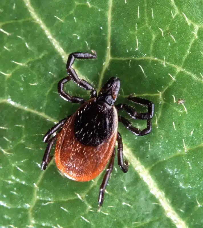 Tick on a green leaf
