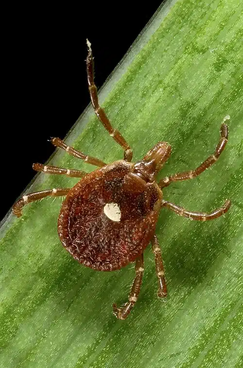 Close-up of a tick on a leaf