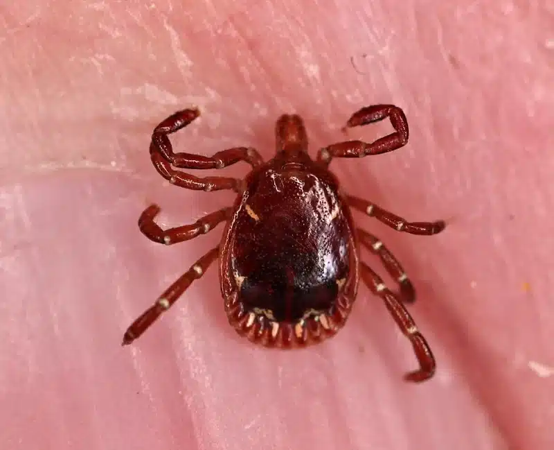 Close-up of a tick on skin