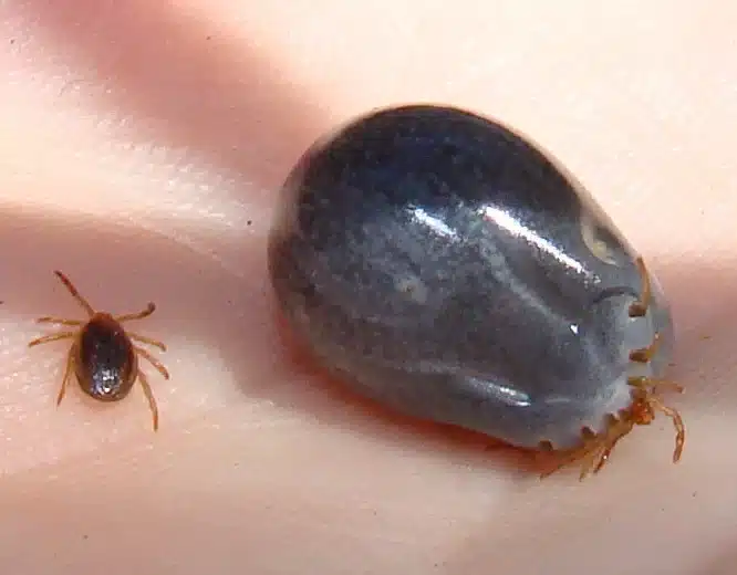 Two ticks on a human hand