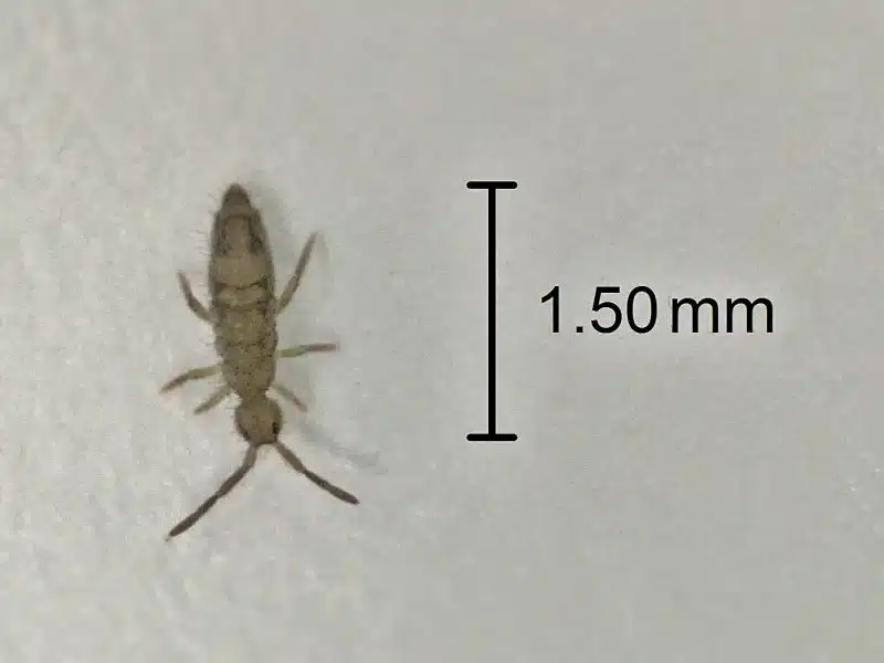 Tiny insect measuring 1.50mm