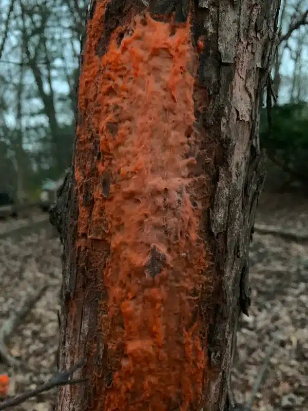 Tree bark with orange fungus