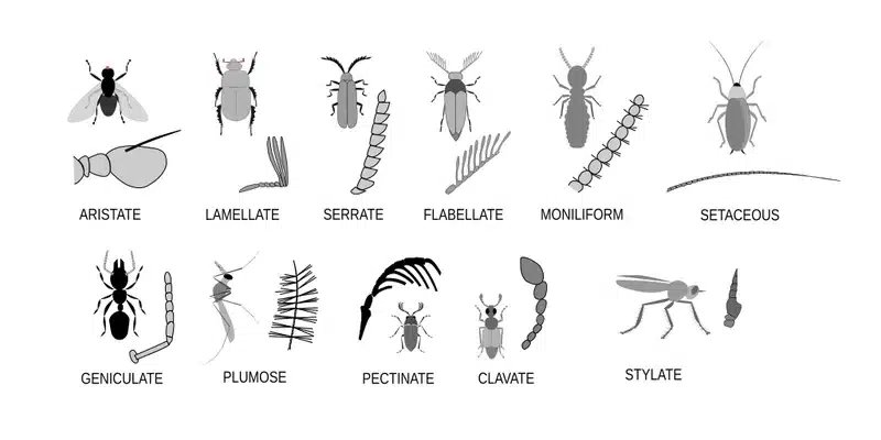 Illustrations of various pests