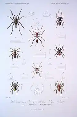 Illustration of various spider species