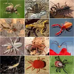 Collage of various spider species