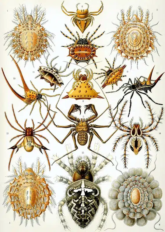 Illustration of different spider species