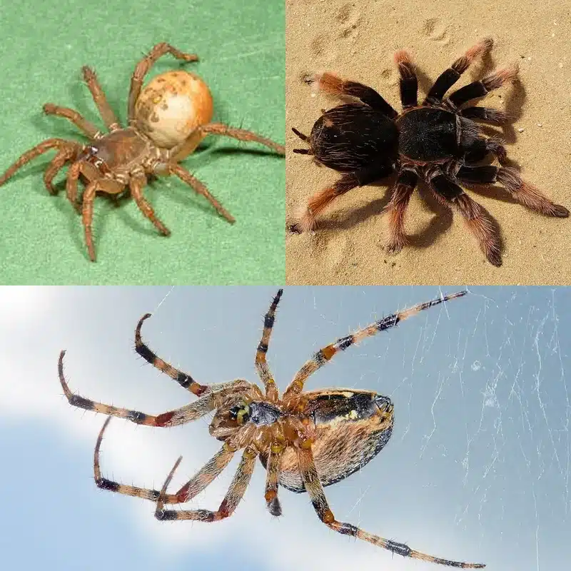 Three types of spiders on display
