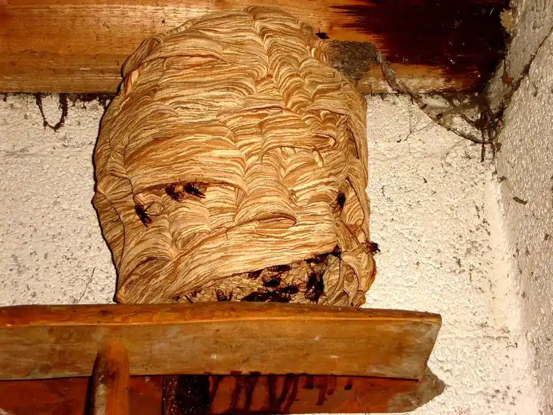 Wasp nest on a wooden structure