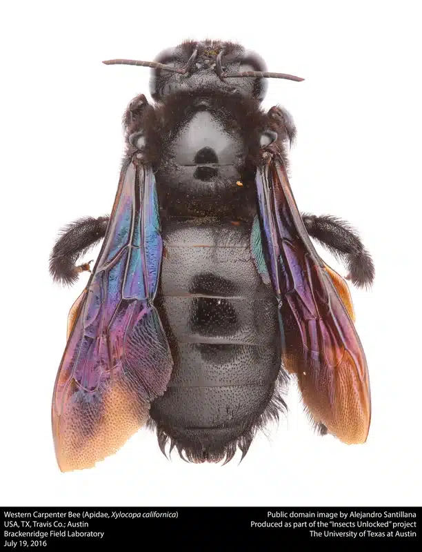 Close-up of a western carpenter bee