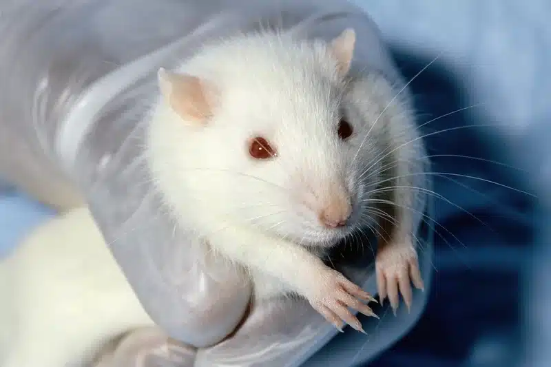 White laboratory rat held by gloved hand.