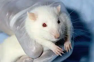 White rat being held in a gloved hand