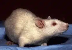 A white rat on a blue surface