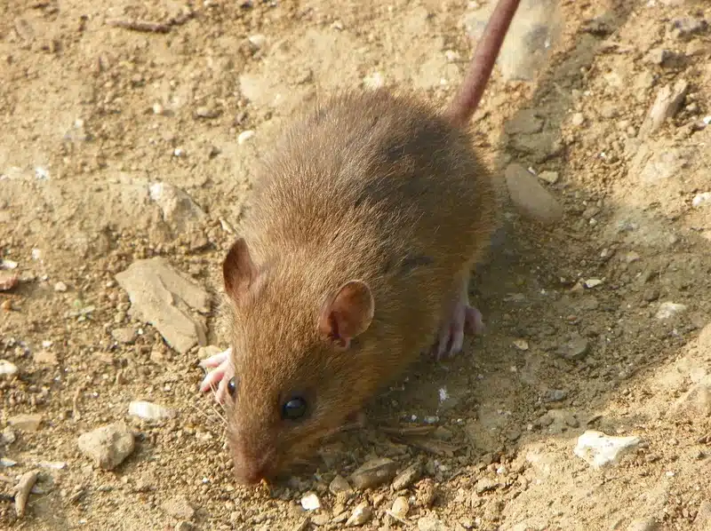 Wild mouse on sandy ground
