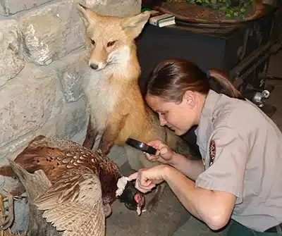 Wildlife researcher examining bird specimen