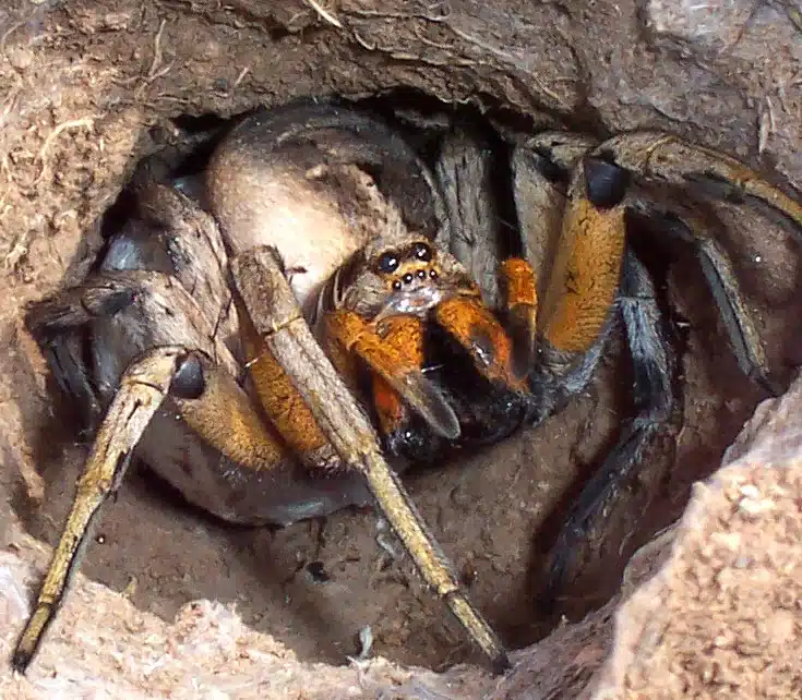 Wolf spider emerging from burrow
