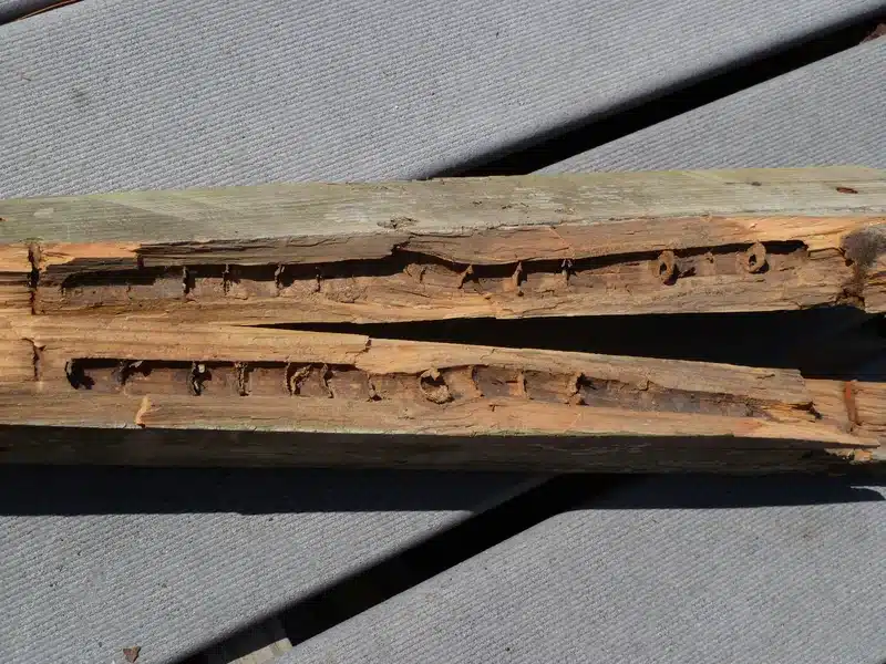 Wood beam with termite damage
