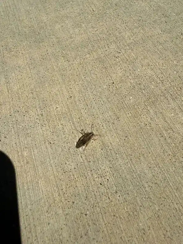 Wood roach on outdoor concrete surface