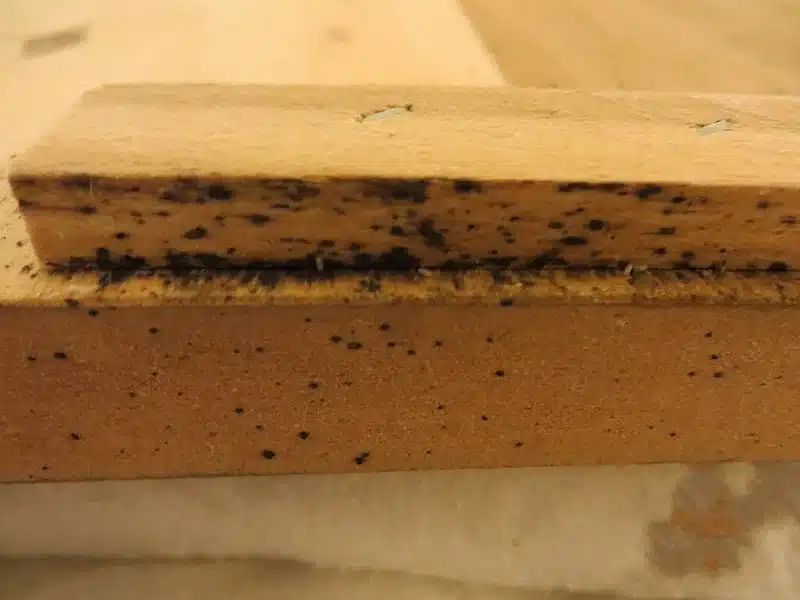 Close-up of wooden board with pest evidence
