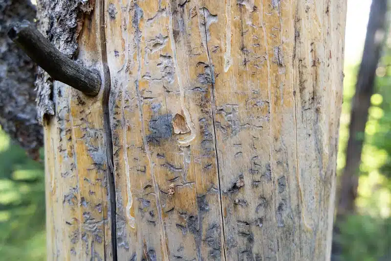 Damaged wooden pole from bark beetles