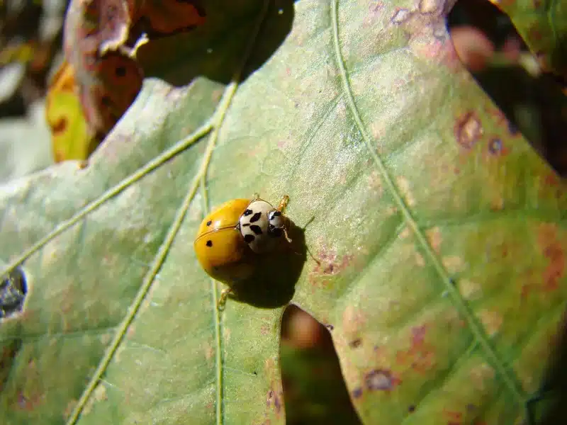 Yellow and white ladybug on a leaf