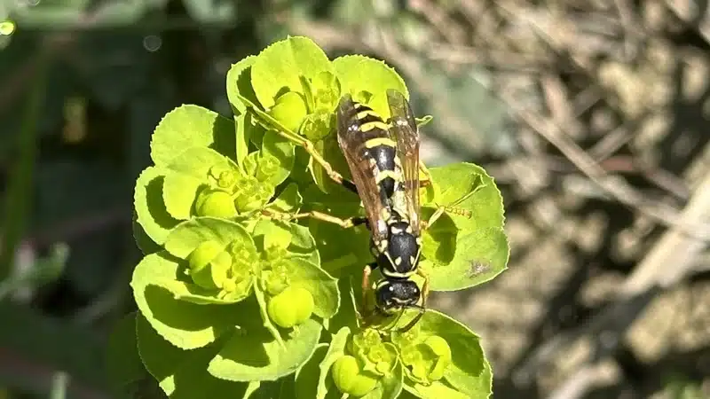 A close-up, high-resolution image of a yellow and black wasp resting on a green flowering plant — use this if you need an image of a wasp’s appearance for identification or comparison purposes.