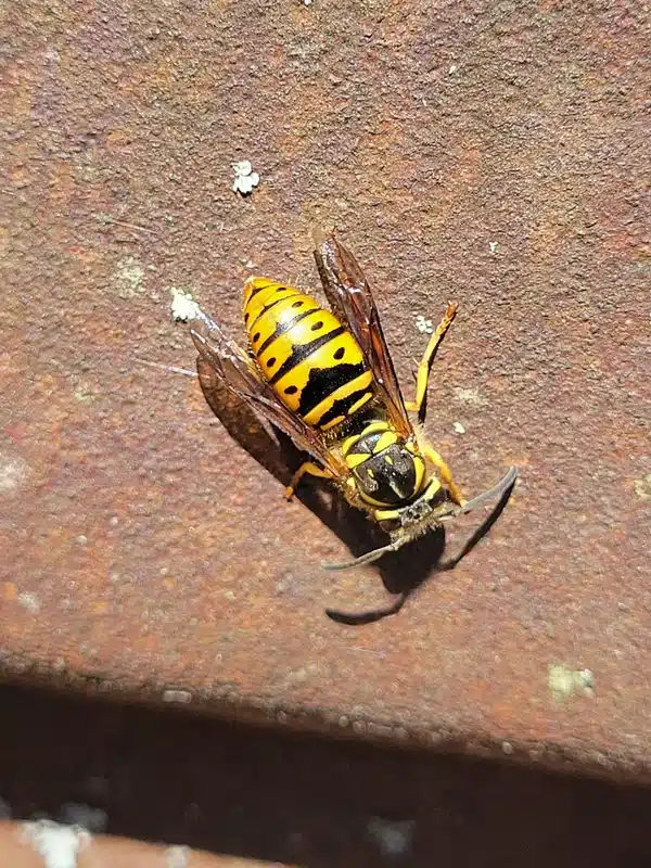 Close-up view of a yellow jacket showing distinctive markings