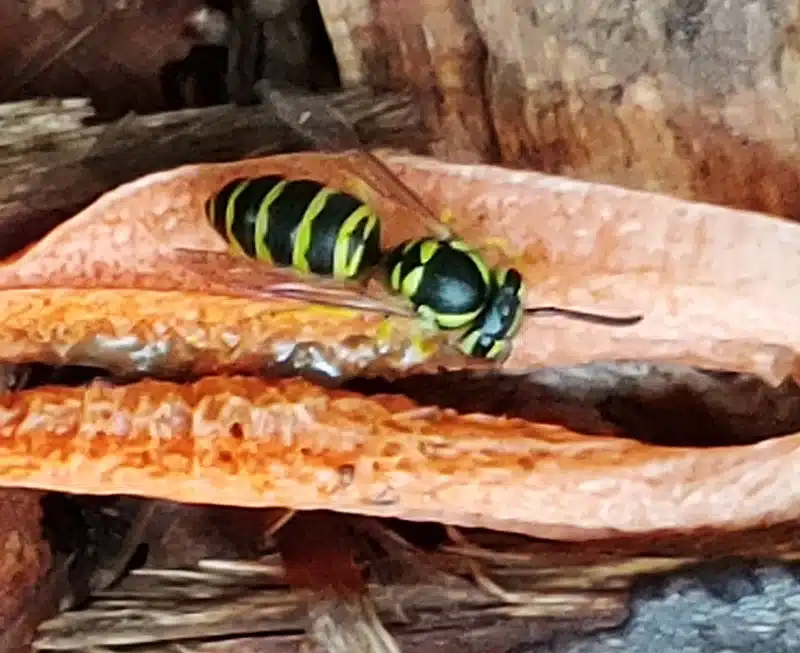 Detailed macro view of yellow jacket body markings