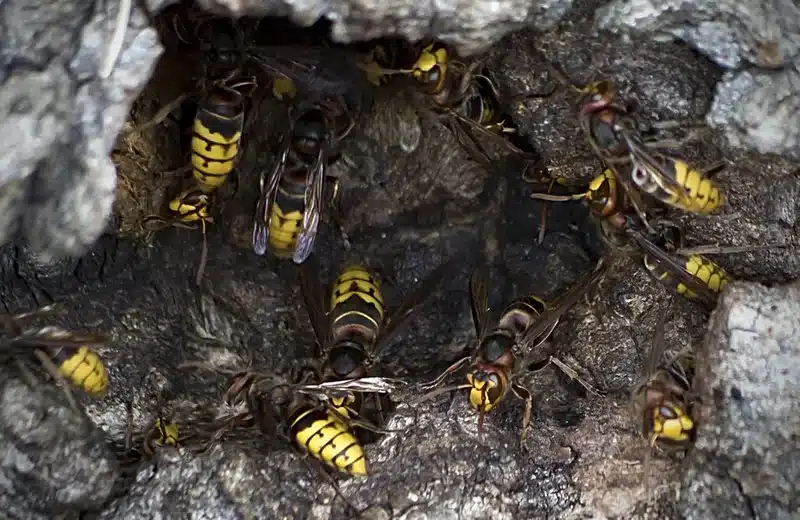 Yellow jackets near their nest
