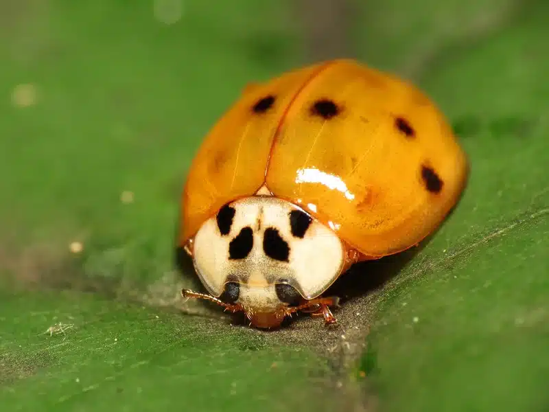 Close-up of a yellow ladybug