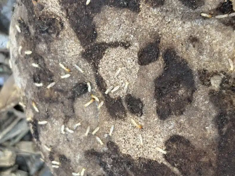 Active termites on wood surface