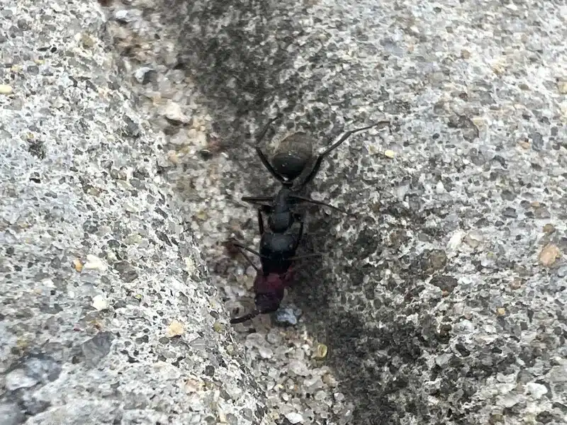 Ant carrying a dead insect demonstrating necrophoresis behavior