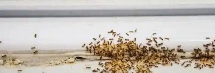 Large cluster of tiny ants along a window sill or bathroom seam