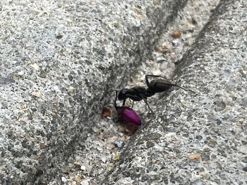 Ant handling dead insect debris on pavement