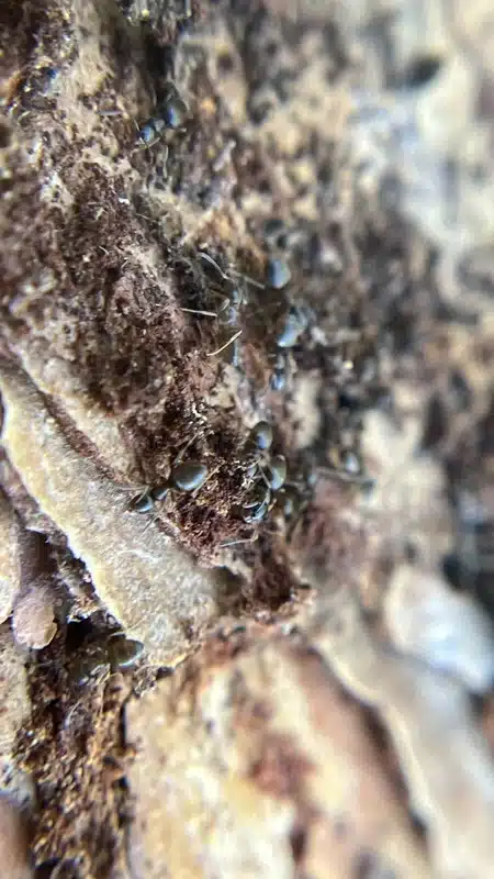 Ant species showing color and size variations