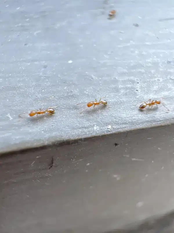 Three ants walking in trail formation