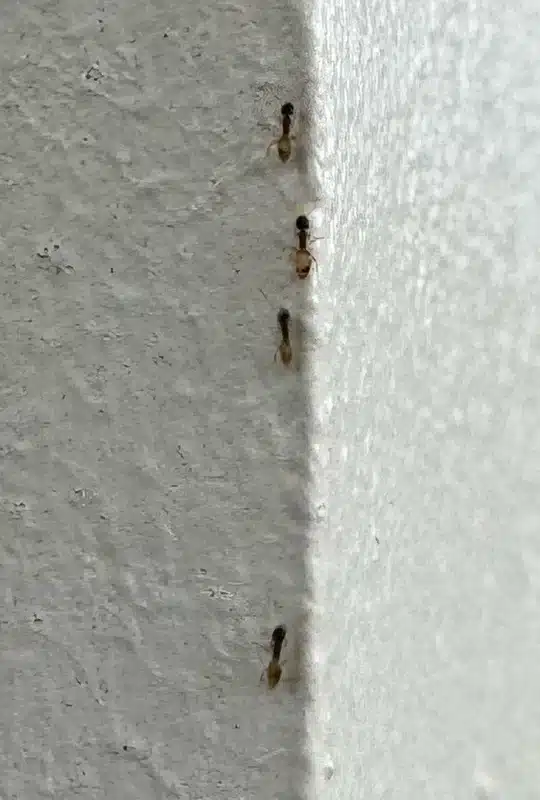 Column of ants forming a trail along an indoor wall