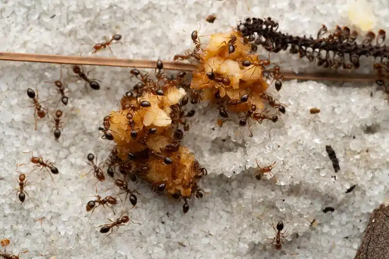 Ants feeding on food debris
