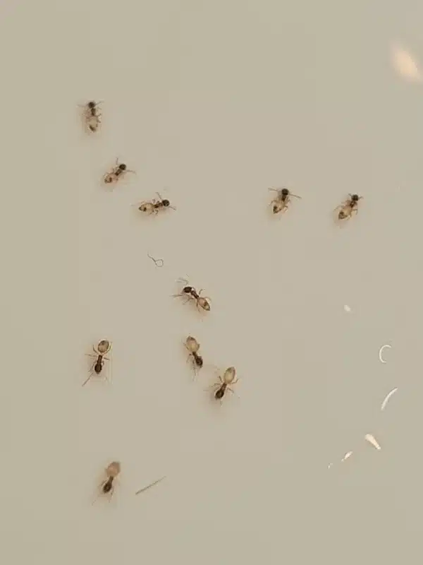 Small pale ants scattered on a white indoor bathroom surface