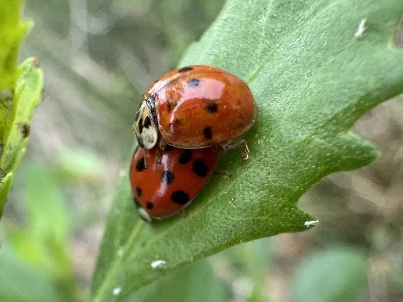 Two beetles mating, one with a cream-colored head and the other with a more solid red shell, highlighting color differences – use this if you want to compare varying beetle colors or show their behaviors.
