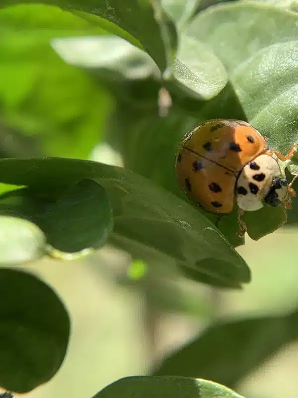 Asian lady beetle showing distinctive M marking